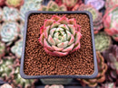 Echeveria 'El Greco' 1" Succulent Plant