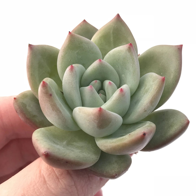 rare white succulent Echeveria White Champagne 2” Rare Succulent Plant – True Succulents Plant Co