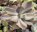 Echeveria 'Pampoteus' Variegated 6" Very Large (Not Jocelyn's Joy Variegated) Rare Succulent Plant