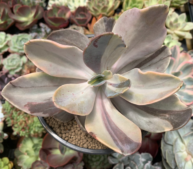 Echeveria 'Pampoteus' Variegated 6
