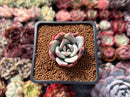 Echeveria 'White Champaign' 1" Succulent Plant