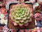 Echeveria 'Christmas Carol' 3" Succulent Plant