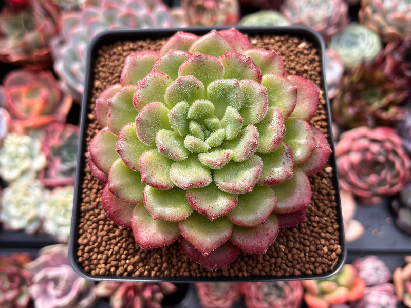 Echeveria 'Christmas Carol' 3
