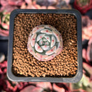 Echeveria 'Viyant' 1" Succulent Plant