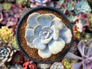 Echeveria 'Tiramisu' 2" Succulent Plant