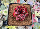 Echeveria Agavoides 'Fire Pillar' 2" Succulent Plant