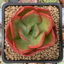 Echeveria 'Nice' 2" Succulent Plant