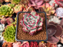 Echeveria 'Ratam' 2" Succulent Plant