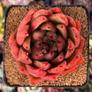 Echeveria Agavoides sp. 3" Succulent Plant