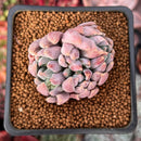 Echeveria 'Hamilton' 2" Cluster New Hybrid Succulent Plant