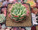 Echeveria Agavoides 'Raja' Unique Variegated 3" Succulent Plant
