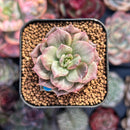 Echeveria 'Silver Prince' Variegated 1" (Expert Only) Succulent Plant