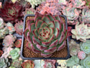Echeveria Agavoides 'Fire Pillar' 2" Succulent Plant