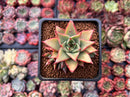 Echeveria Agavoides 'Red Pop' 2" Succulent Plant