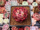 Echeveria Agavoides 'Fire Pillar' 2" Succulent Plant