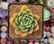 Echeveria Agavoides 'Alienor' 3" Succulent Plant