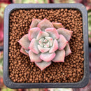 Echeveria 'Pastel Leon' 1" Small Succulent Plant