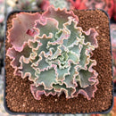 Echeveria 'Blue Curls' 2"-3" Succulent Plant