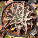 Echeveria 'Madiba' 5" Succulent Plant