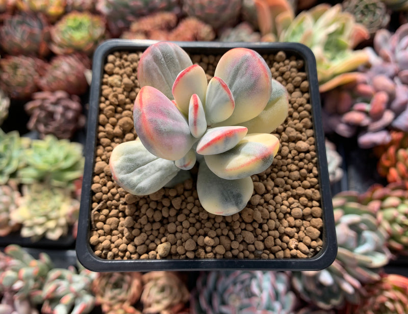 cotyledon rainbow succulent Cotyledon 'Orbiculata' Variegated 2