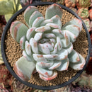 Echeveria 'Ivory' 5" Powdery Succulent Plant