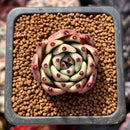 Echeveria Agavoides 'Black Cat' 1" Succulent Plant