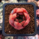 Echeveria 'Golden Burger' 1" Small Succulent Plant