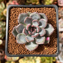 Echeveria 'Purple Stone' 1" Succulent Plant