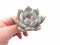 Echeveria Trumso 2”-3” Rare Succulent Plant