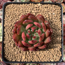 Echeveria Agavoides 'Frank Reinalt' 2" Succulent Plant
