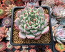Echeveria 'Jackal' 3" Succulent Plant