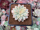 Echeveria 'Mebina' Variegated 2" Succulent Plant