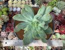 Echeveria 'Luella' Variegated 5" Large Succulent Plant
