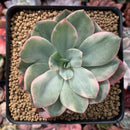 Echeveria 'Pink Harin' Variegated 3"-4" Succulent Plant