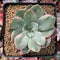 Echeveria 'Pink Harin' Variegated 3"-4" Succulent Plant