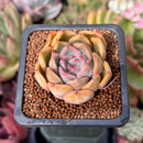 Echeveria sp. 1" Succulent Plant