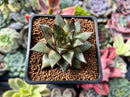 Echeveria 'Purpusorum' White Form 2" Succulent Plant