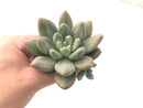 Echeveria 'Valentine' 3"-4" Succulent Plant