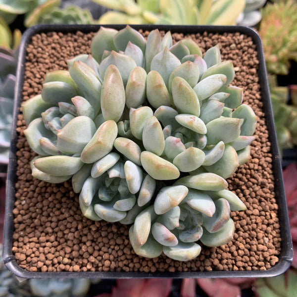 Graptoveria ‘A Grimm One’ Cluster 3" Succulent Plant