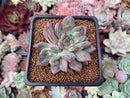Echeveria 'Sharman' Crested 2" Succulent Plant