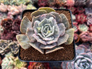 Echeveria 'Lilacina' Marble Variegated 3" Succulent Plant