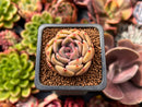 Echeveria 'Silonica' 1"-2" Succulent Plant