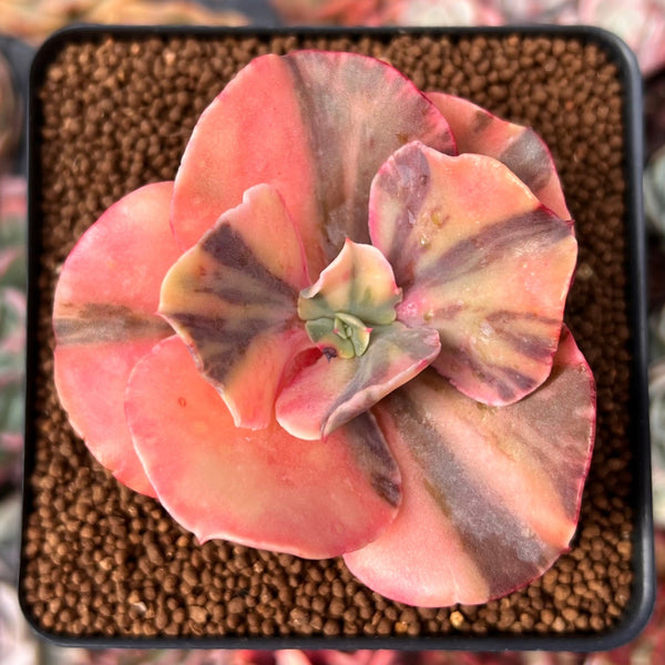 Echeveria "Can Can' Variegated 2" Succulent Plant