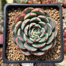 Echeveria 'Luma' 3" Succulent Plant