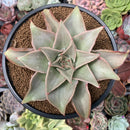 Echeveria 'Madiba' 3"-4" Succulent Plant