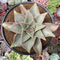 Echeveria 'Madiba' 3"-4" Succulent Plant