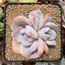 Echeveria 'Cream Tea' 2"-3" Powdery Succulent Plant
