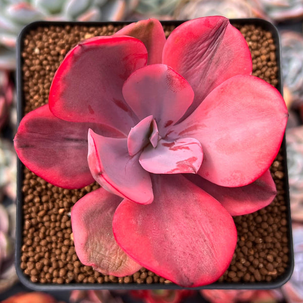 angel wings succulent for sale Echeveria 'Angel Wings' Variegated 3" Succulent Plant – True Succulents  Plant Co