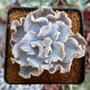 Echeveria 'Crispate Beauty' 2" Powdery Succulent Plant