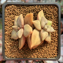 Echeveria 'Xichuensis' 2" Succulent Plant